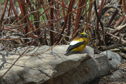 Evening Grosbeak.jpg